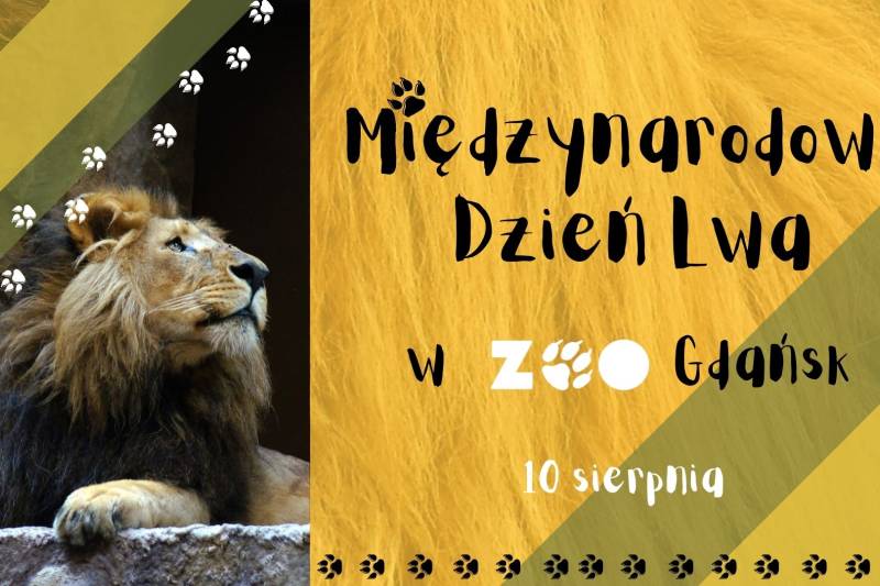 Wydarzenie: Międzynarodowy Dzień Lwa w ZOO Gdańsk!, Kiedy? 2021-08-10 09:00, Gdzie? Karwieńska 3